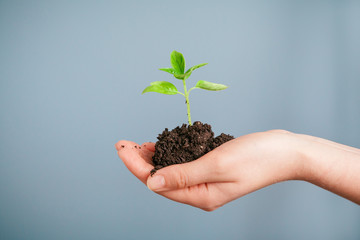 Closeup shot of a woman holding a green plant in palm of her hand. Close up