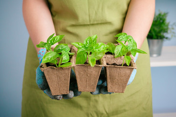 Planting seedlings in greenhouse in spring close up