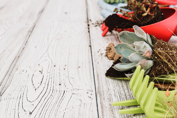 Planting Succulents in Pots with Japanese Soil and shovel
