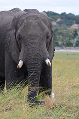 Fototapeta na wymiar BOTSUANA(Safari, rio Zambeze,animales)