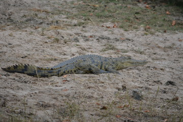 BOTSUANA(Safari, rio Zambeze,animales)
