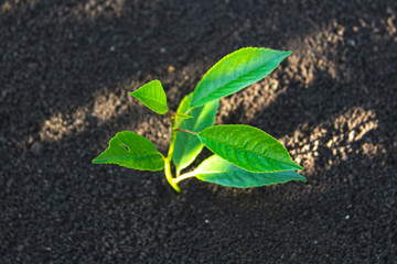 young sprout in the ground. seedling