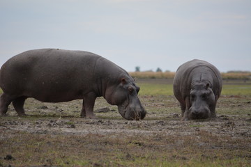 BOTSUANA(Safari, rio Zambeze,animales)