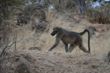 BOTSUANA(Safari, rio Zambeze,animales)