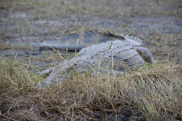 BOTSUANA(Safari, rio Zambeze,animales)