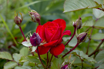 Garden shrub red rose. Garden roses.