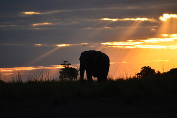 Fototapeta na wymiar BOTSUANA(Safari, rio Zambeze,animales)