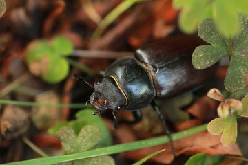 Lucane cerf-volant femelle
