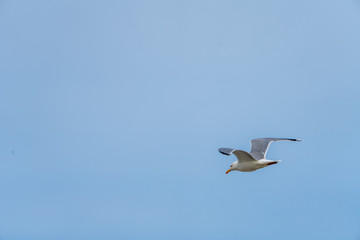 Möwe im Flug