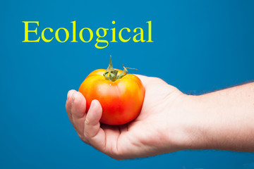 Fototapeta na wymiar Tomate rojo en la mano. Tomate sobre fondo azul; tomate ecológico. Tomate sano y saludable cultivado de forma ecológica.