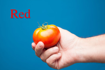 Tomate en la mano de una persona sobre fondo azul