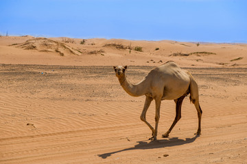 Camel in the desert, camel