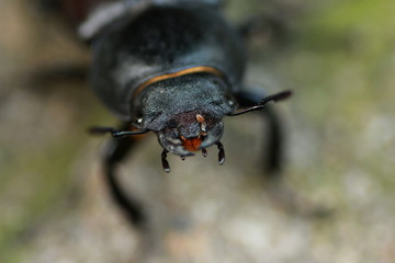 Lucane cerf-volant femelle