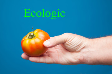 Obraz na płótnie Canvas Tomate ecológico en la mano de una persona. Tomate sabroso y lleno de vitaminas en la mano derecha de una persona