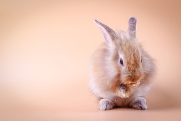 Cute little rabbit standing on an orange background