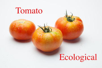 Tomates rojos, frescos y saludables recién traidos del huerto para ser consumidos tanto crudos...