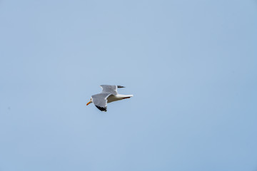 Möwe im Flug