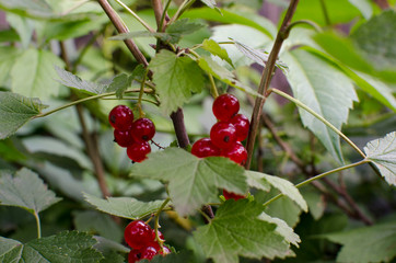 Fototapeta premium Red current berries close up