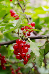 Red current berries close up