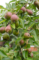 Ripe pears on the branches of a tree
