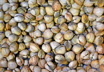 marine seashell closeup pile, mollusk, fresh french food