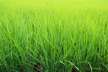 稲　葉　緑　夏　杤木