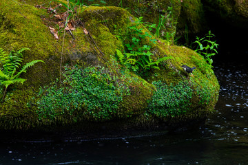Dipper, Gorges of Kamenice River, Bohemian Switzerland National Park, Czech Republic, Europe