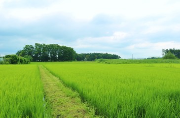 風景　道　田舎　イネの若葉　杤木