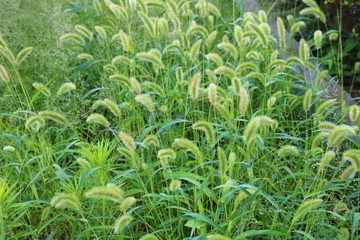 エノコログサ　猫じゃらし　いなか　杤木