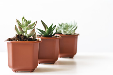 Group of succulent plants in small brown plastic pots indoors