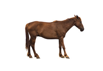 Fototapeta na wymiar Side view of brown horse isolated on white background
