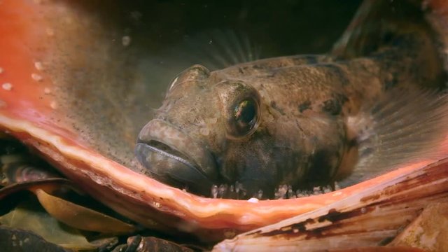 Reproduction of Black goby (Gobius niger): the male made a nest in an empty snail shell.