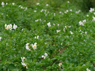 flowering potatoes in the green fields of the village