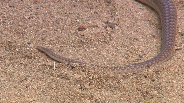Steady, close up shot of a snake's tail in the sand.