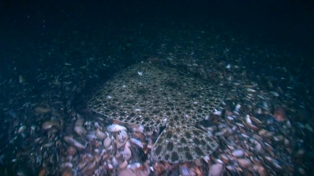 Commercial fish Turbot (Scophthalmus maximus): Slowly swims over the bottom.