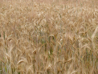 yellow golden rye cereal fields in a village