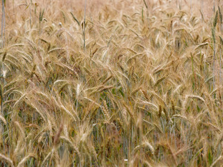 yellow golden rye cereal fields in a village