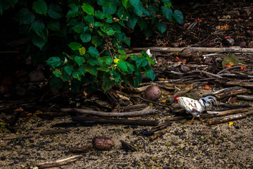 Tropical Chicken on the peck