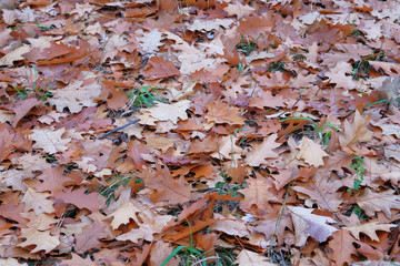 Brown oak leaves. Landscape in forest in late autumn, warm weather. Top view.