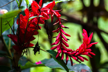 Tropical flowers of Rarotonga