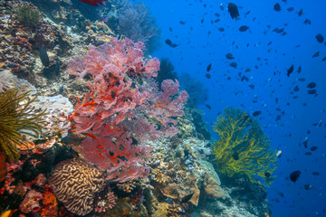 Naklejka na ściany i meble Coral reef South Pacific