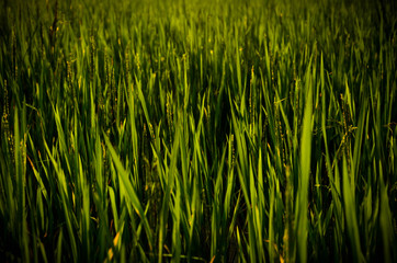 grass in the wind