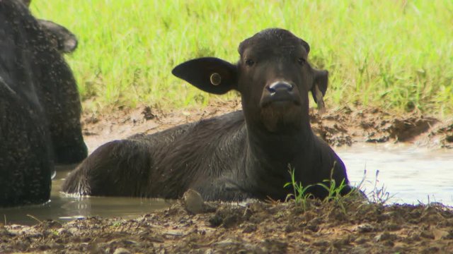 Steady, medium close up shot of a young water buffalo laying in a muddy puddle.