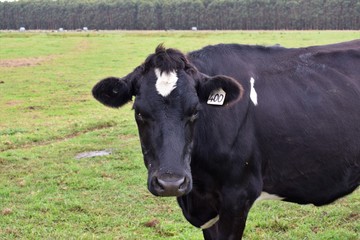 Travail en ferme laitière Australienne