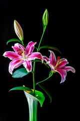 Stargazer lily  on black background
