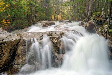 Autumn leaves in forest