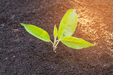 young sprout in the ground. seedling