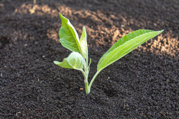 young sprout in the ground. seedling