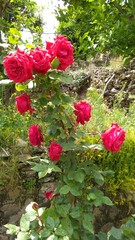 Fototapeta na wymiar View of Rose flower plant