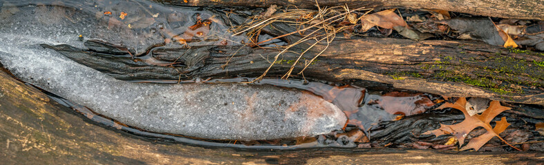 Long in winter with ice